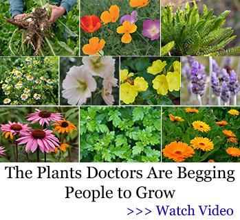 The Plants Doctors are Begging You To Grow